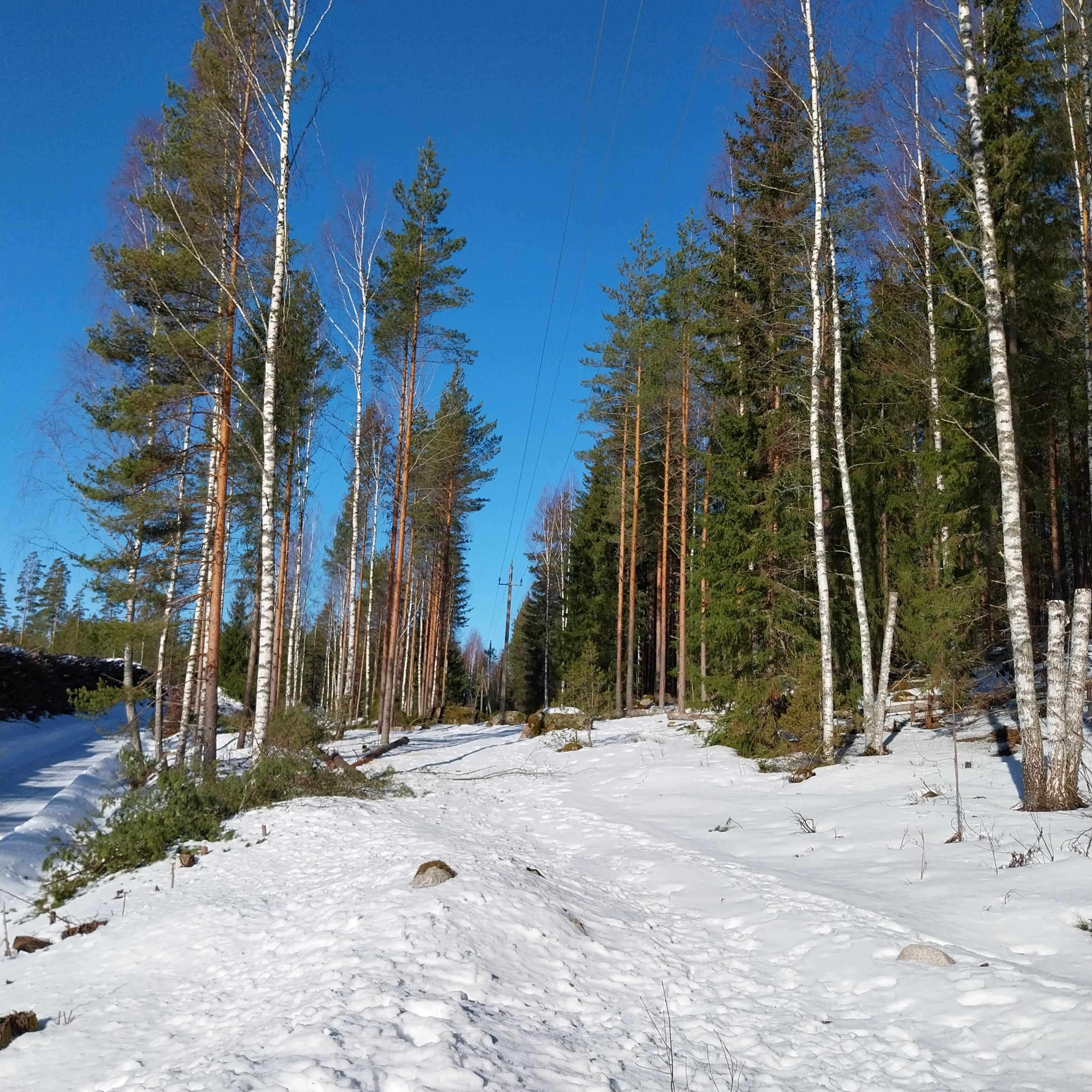 Keskijännitejohdon molemmilta puolilta on karsittu metsää.